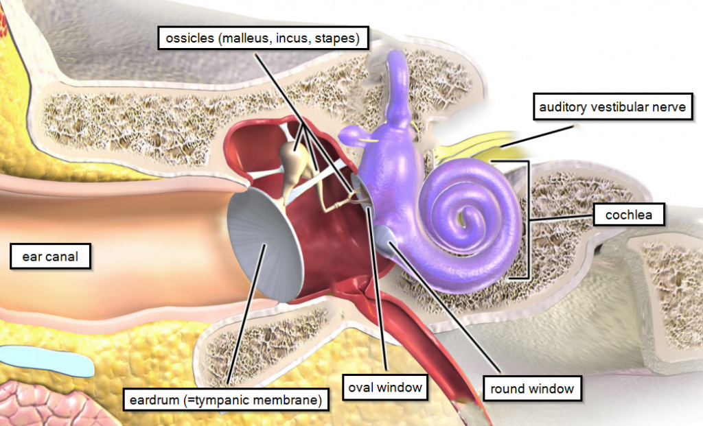 Normal hearing pathway in the ear.