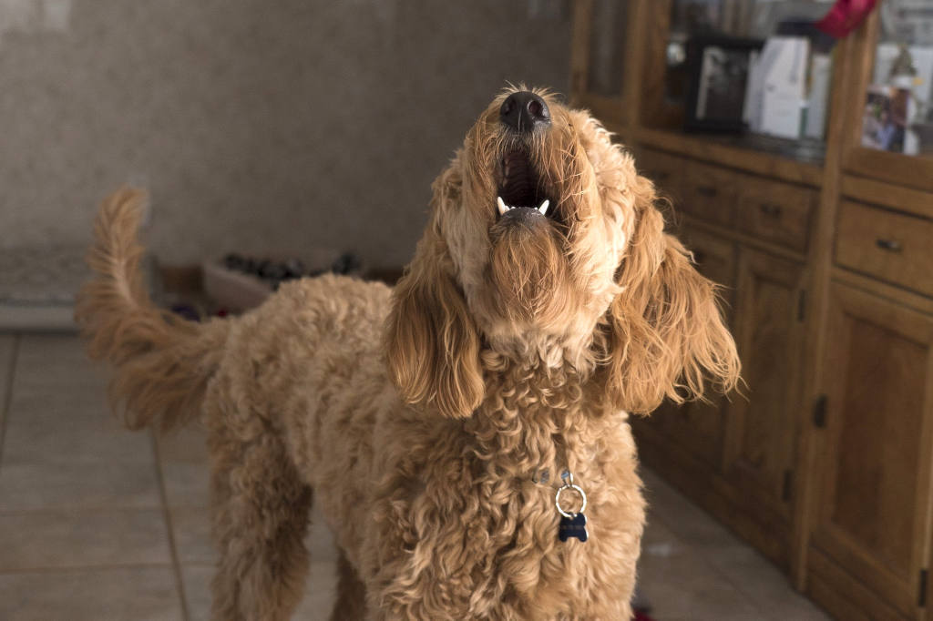 How to block barking dog noise